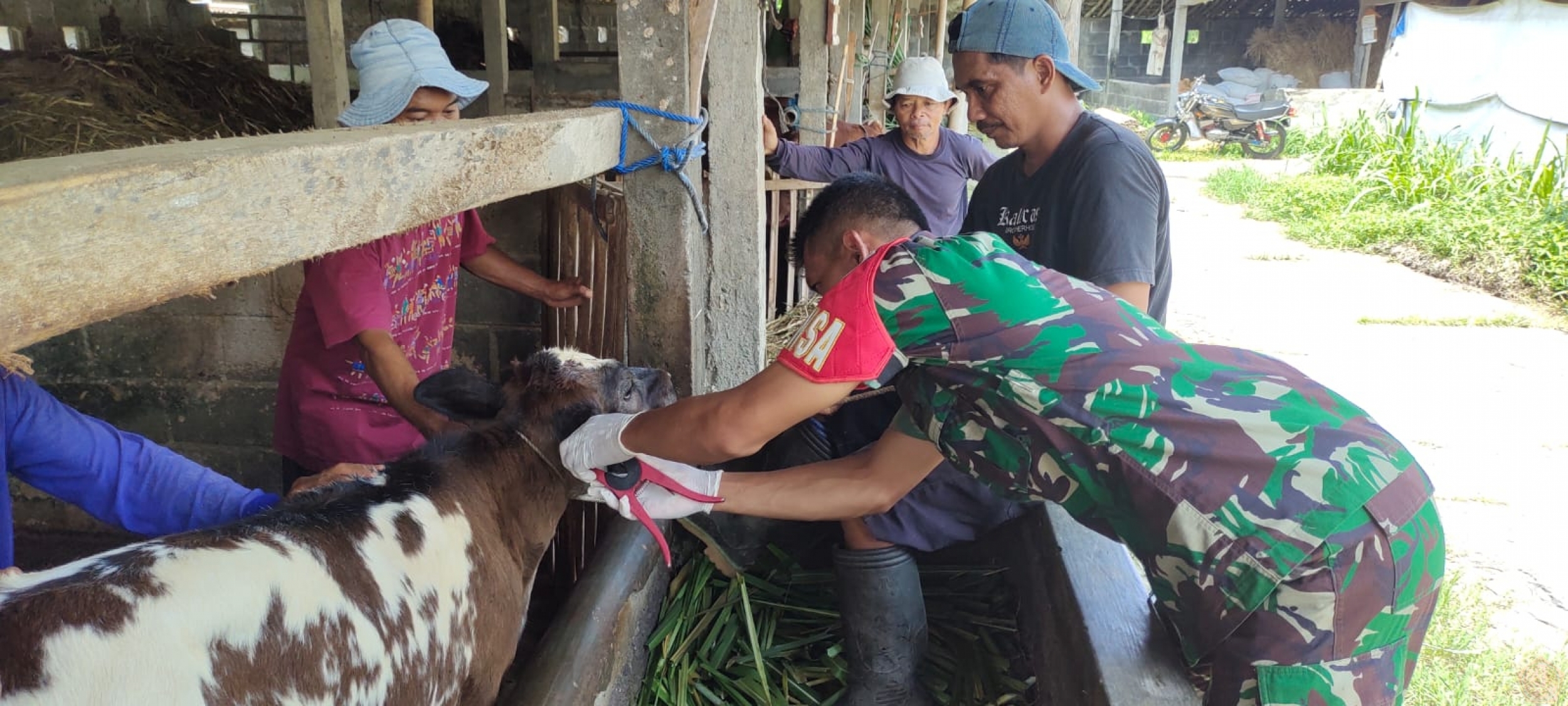 Bersama Puskeswan, Babinsa Melaksanakan Vaksin Booster Pada Ternak Sapi ...